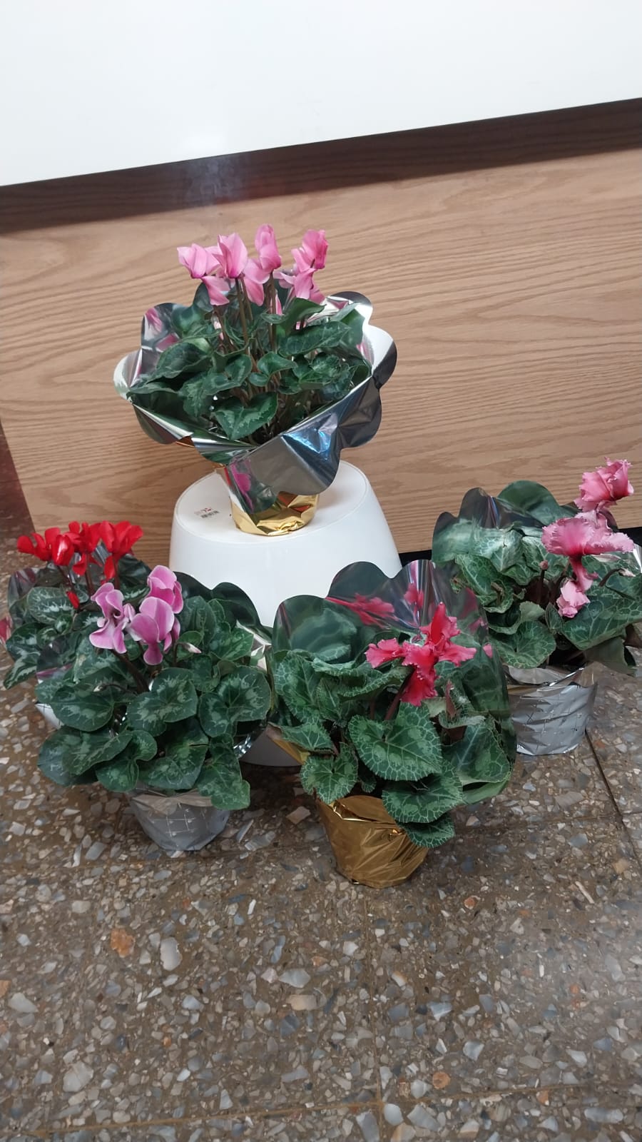 1 Planta por persona